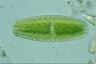 Netrium digitus