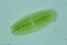 Netrium digitus