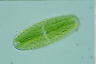 Netrium digitus