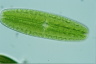 Netrium digitus