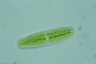 Netrium digitus