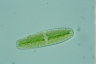 Netrium digitus