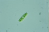 Cylindrocystis brebissonii