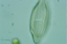 Neidium iridis