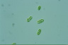 Oocystis