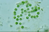 Apiocystis brauniana