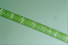 Spirogyra