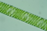 Spirogyra