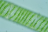 Spirogyra