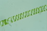 Spirogyra