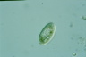 Disematostoma