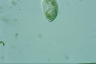 Disematostoma