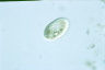 Disematostoma