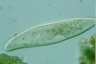 Paramecium