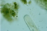 Paramecium