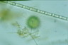 Acanthocystis turfacea