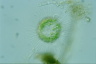 Acanthocystis turfacea