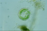 Acanthocystis turfacea