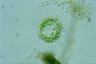 Acanthocystis turfacea