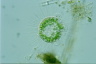 Acanthocystis turfacea