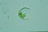 Acanthocystis turfacea