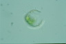 Acanthocystis turfacea