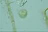 Acanthocystis turfacea