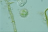 Acanthocystis turfacea