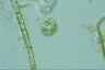 Acanthocystis turfacea