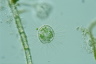 Acanthocystis turfacea