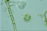 Acanthocystis turfacea