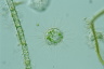 Acanthocystis turfacea