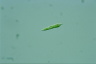 Euglena mutabilis