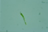 Euglena mutabilis