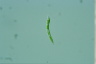 Euglena mutabilis