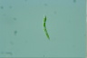 Euglena mutabilis