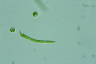 Euglena mutabilis