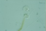 Anthophysis