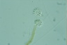 Anthophysis