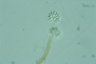 Anthophysis