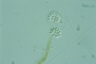 Anthophysis