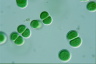 Chroococcus turgidus