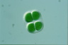 Chroococcus turgidus