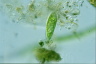 Euglena schmitzii