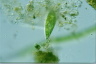 Euglena schmitzii