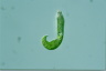 Euglena mutabilis