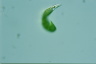 Euglena mutabilis