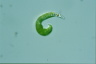 Euglena mutabilis