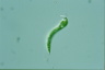 Euglena mutabilis