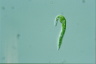 Euglena mutabilis